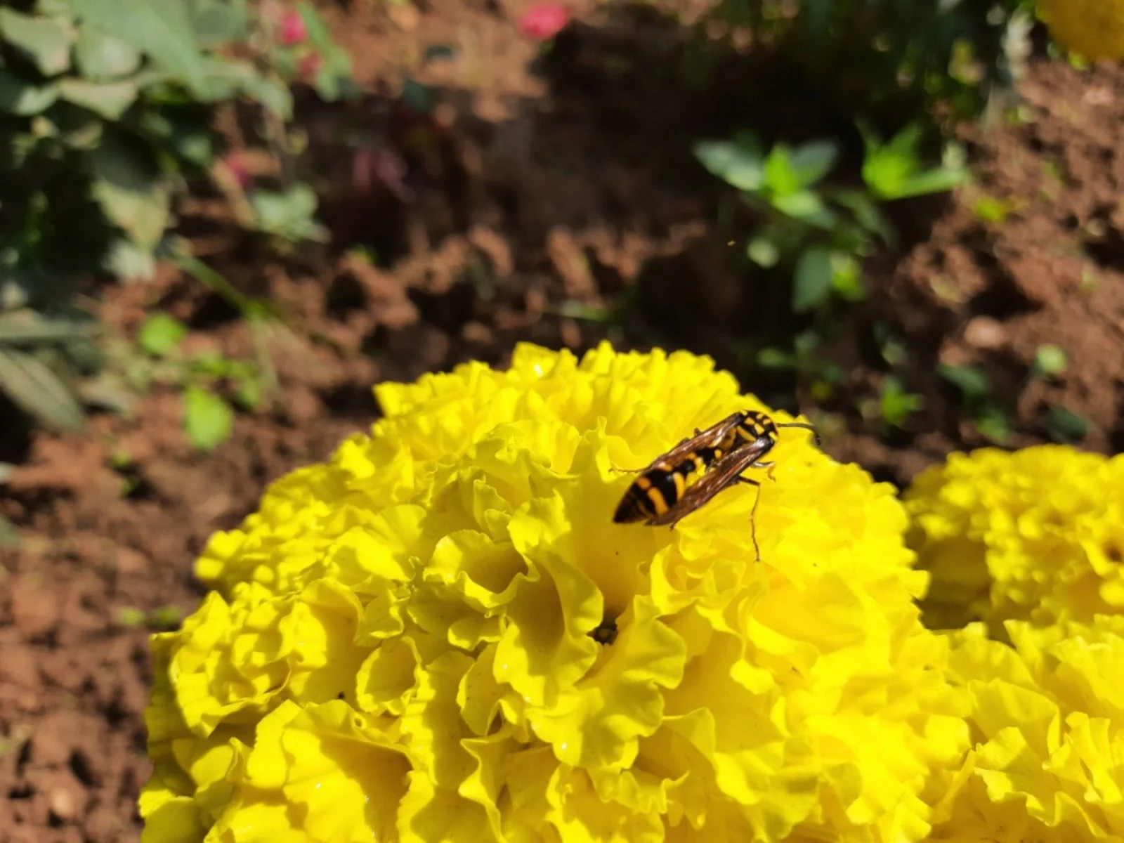 Do Marigolds Actually Repel Bees