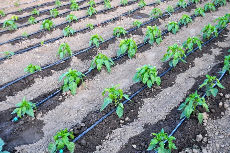 Drip-Irrigation-for-Vegetables_GettyImages-1922755414_FT
