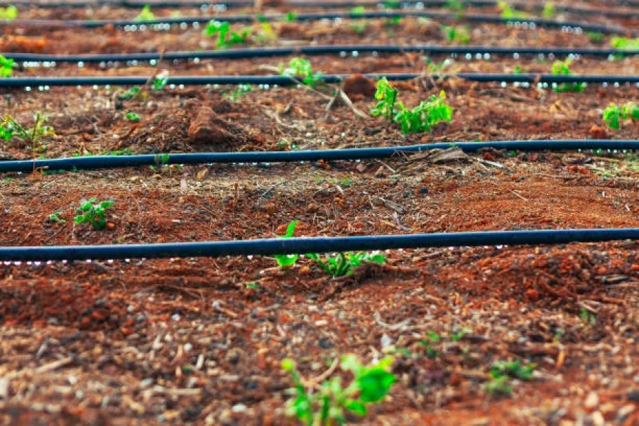 istockphoto-2191280472-612x612